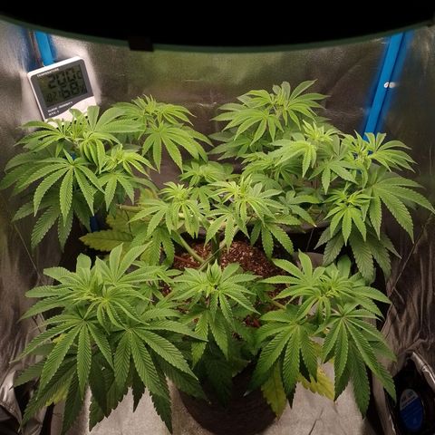 Negra 44 growlog photo: Primeros pistilos😁