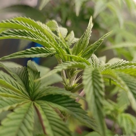 Negra 44 growlog photo: Primeros pistilos😁