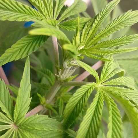 Negra 44 growlog photo: Primeros pistilos😁