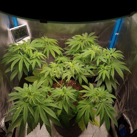 Negra 44 growlog timeline photo