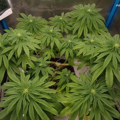 Negra 44 growlog timeline photo