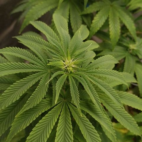 Negra 44 growlog timeline photo
