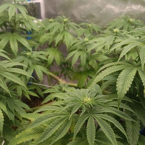 Negra 44 growlog timeline photo