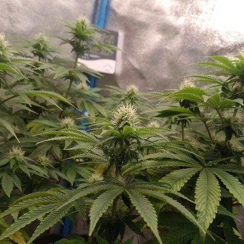 Negra 44 growlog timeline photo