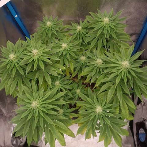 Negra 44 growlog timeline photo