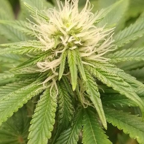 Negra 44 growlog timeline photo