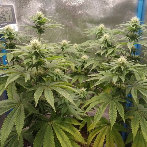Negra 44 growlog timeline photo