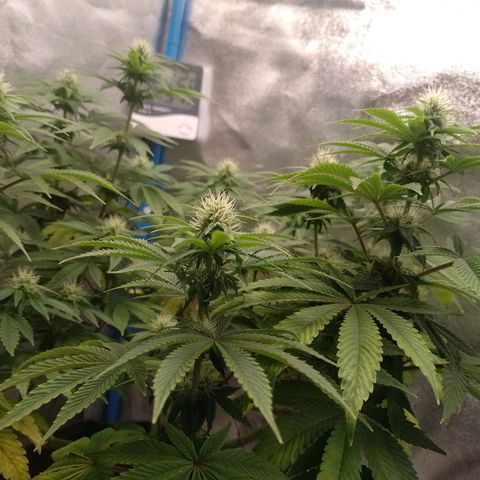 Negra 44 growlog timeline photo