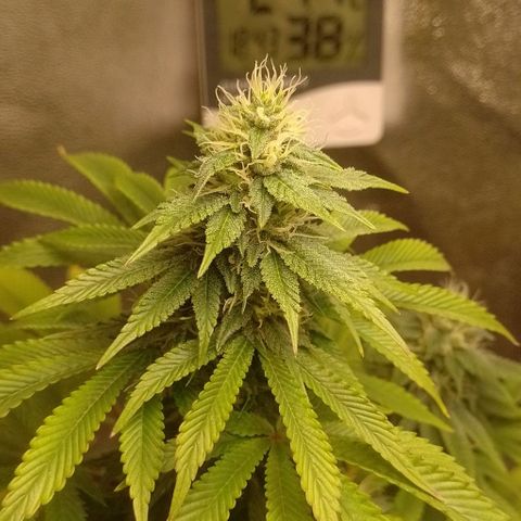 Negra 44 growlog timeline photo