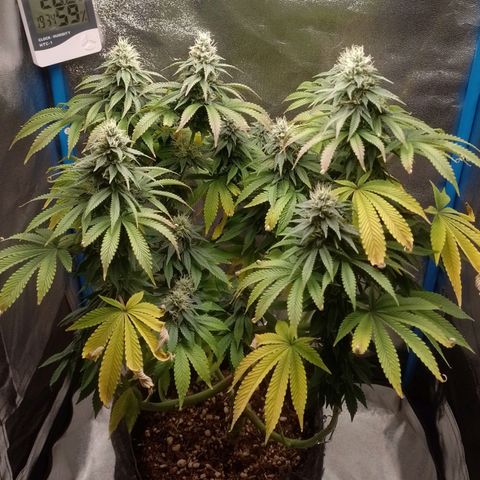 Negra 44 growlog timeline photo