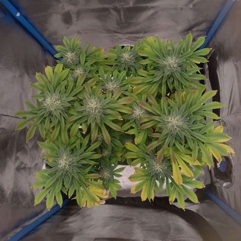 Negra 44 growlog timeline photo