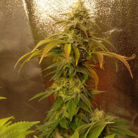 Negra 44 growlog timeline photo