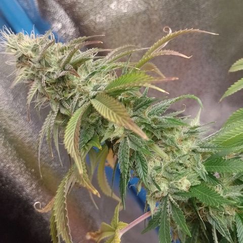 Negra 44 growlog timeline photo