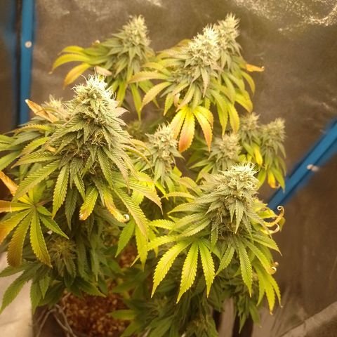 Negra 44 growlog timeline photo