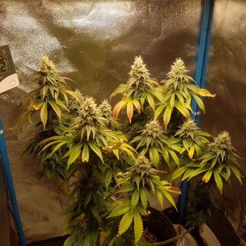 Negra 44 growlog timeline photo