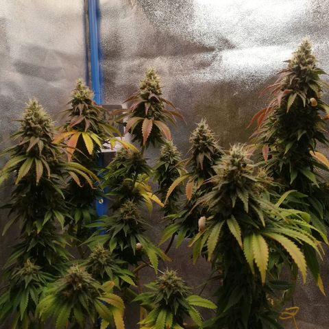 Negra 44 growlog timeline photo