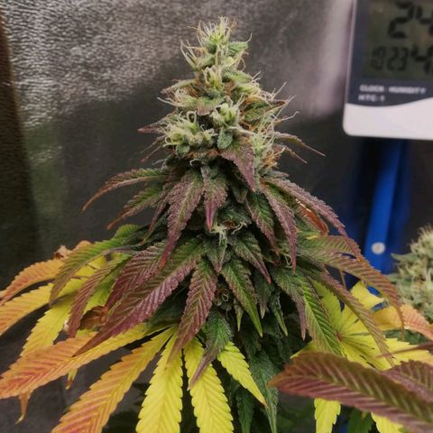 Negra 44 growlog timeline photo
