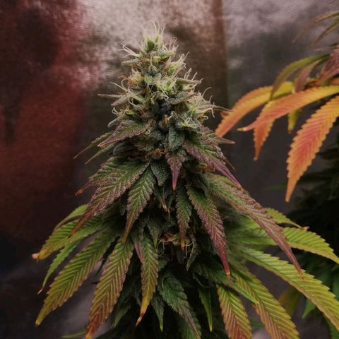 Negra 44 growlog timeline photo