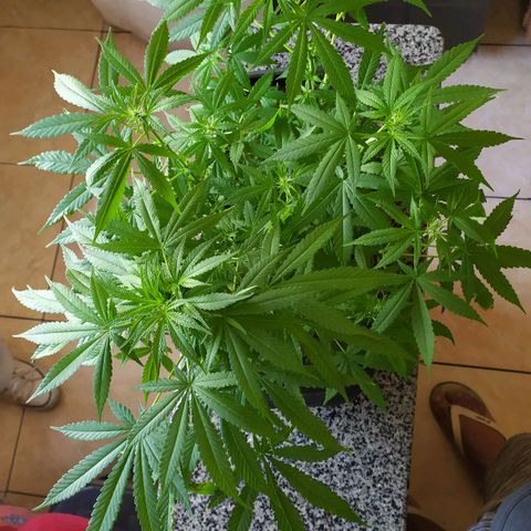 Jommungard growlog timeline photo