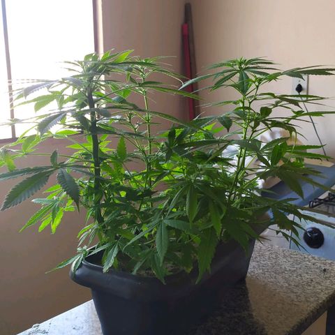 Jommungard growlog timeline photo