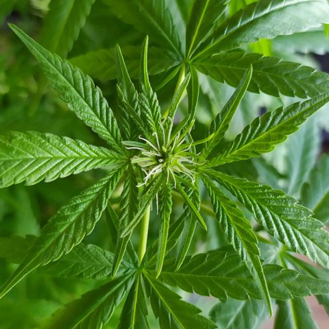 Jommungard growlog timeline photo