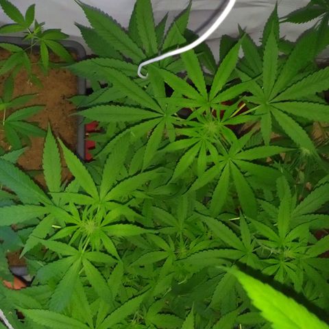 Jommungard growlog photo: Mais uma filhote da jardineira se mostrou fêmea 
