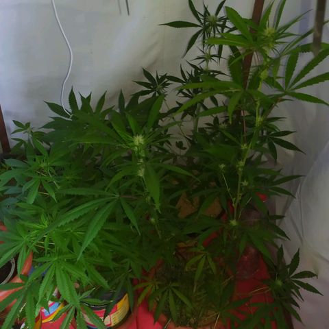 Jommungard growlog photo: Mais uma filhote da jardineira se mostrou fêmea 