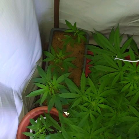 Jommungard growlog photo: Mais uma filhote da jardineira se mostrou fêmea 