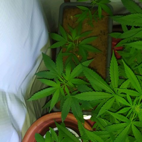 Jommungard growlog photo: Mais uma filhote da jardineira se mostrou fêmea 