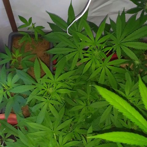 Jommungard growlog photo: Mais uma filhote da jardineira se mostrou fêmea 