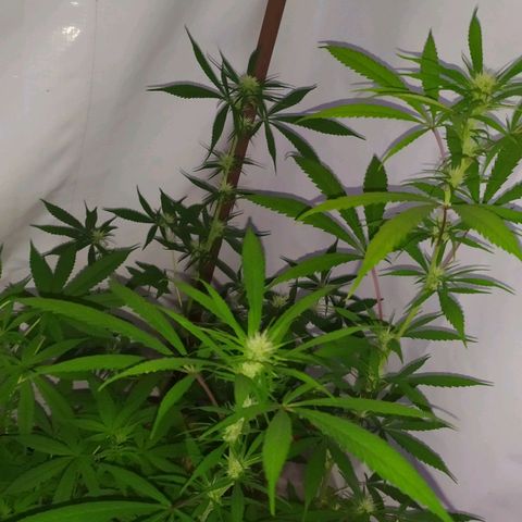 Jommungard growlog photo: Mais uma filhote da jardineira se mostrou fêmea 