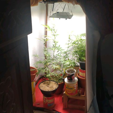 Jommungard growlog timeline photo