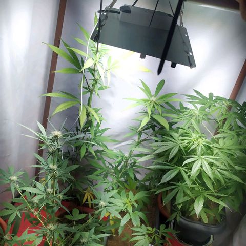 Jommungard growlog timeline photo