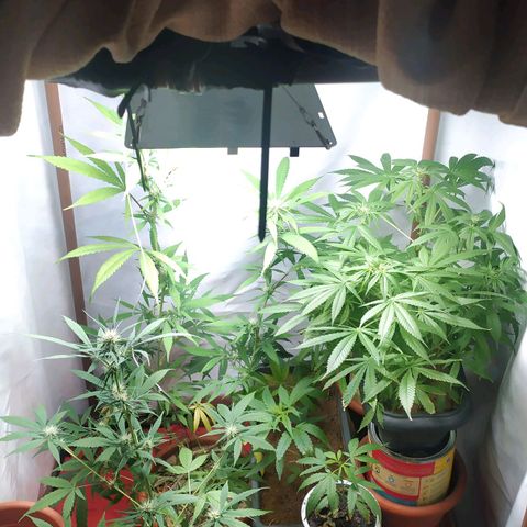 Jommungard growlog timeline photo