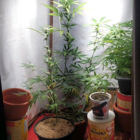 Jommungard growlog timeline photo