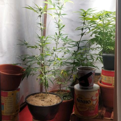 Jommungard growlog timeline photo