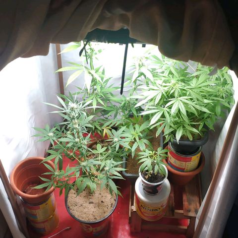 Jommungard growlog timeline photo