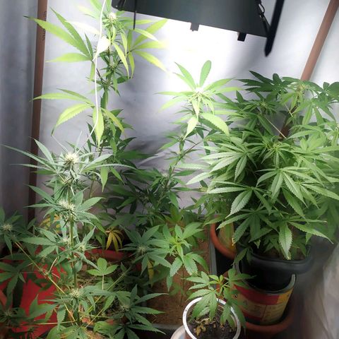 Jommungard growlog timeline photo