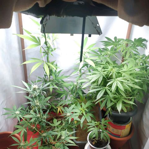 Jommungard growlog timeline photo