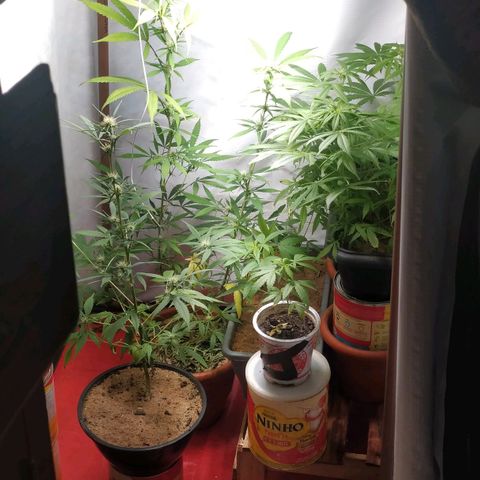 Jommungard growlog timeline photo