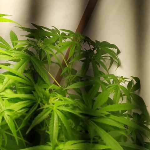 Jommungard growlog timeline photo