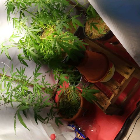 Jommungard growlog photo: Antes da rega, por isso folhas murchad