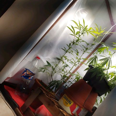 Jommungard growlog photo: Antes da rega, por isso folhas murchad