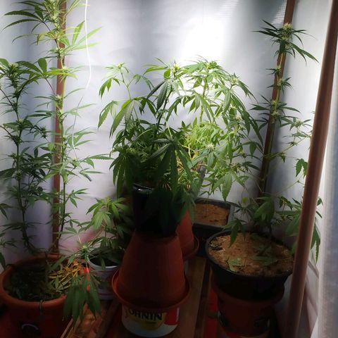 Jommungard growlog photo: Antes da rega, por isso folhas murchad