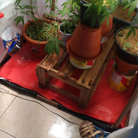 Jommungard growlog photo: Antes da rega, por isso folhas murchad