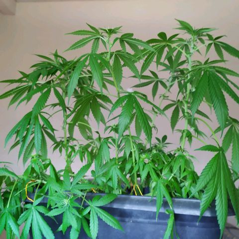Jommungard growlog timeline photo