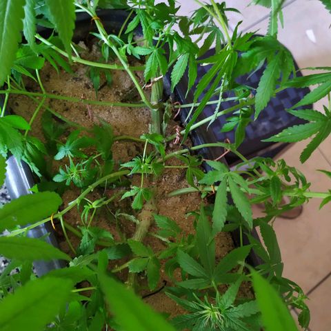 Jommungard growlog timeline photo