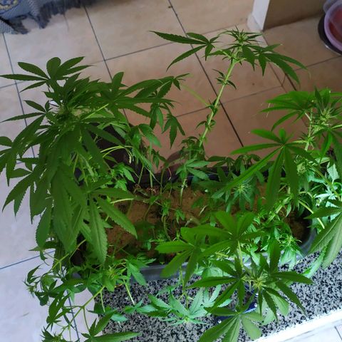 Jommungard growlog timeline photo