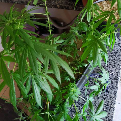 Jommungard growlog timeline photo