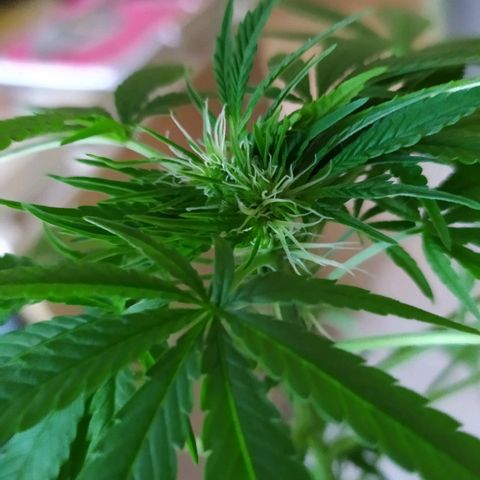 Jommungard growlog timeline photo